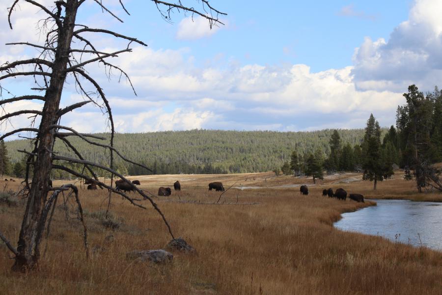 Buffalo At Nez Perce Canal in Yellowstone National Park