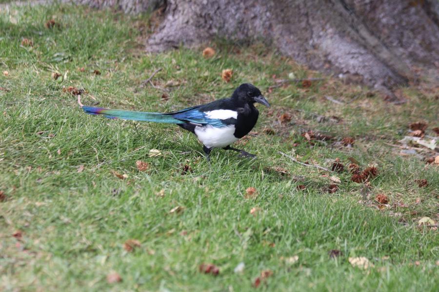 Magpie On A Mission