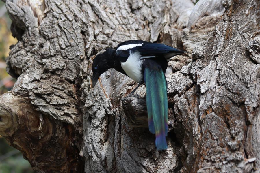 Magpie On A Tree