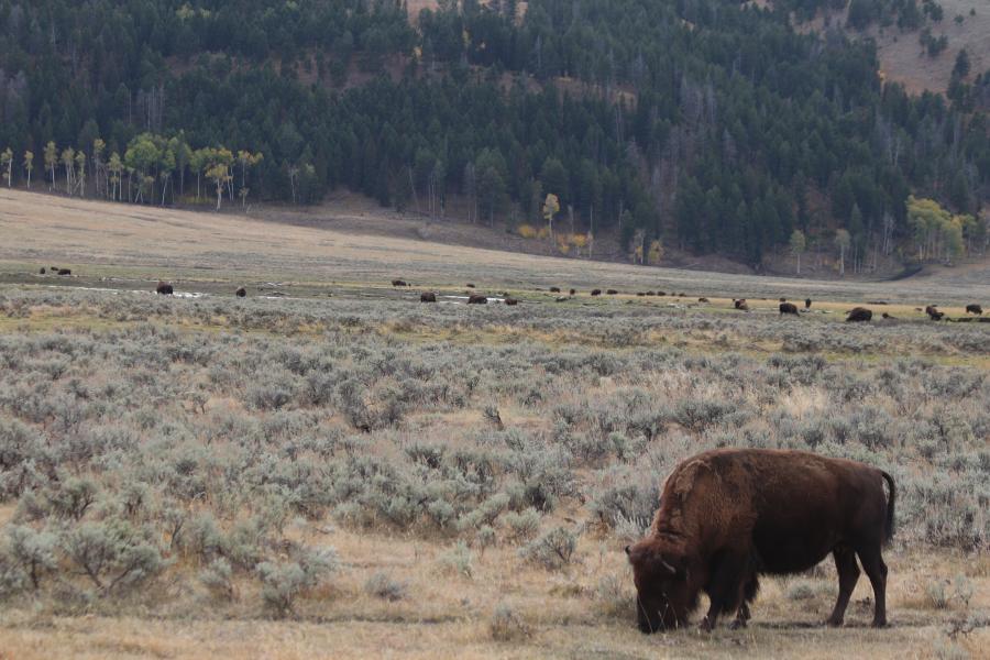 Lone Buffalo