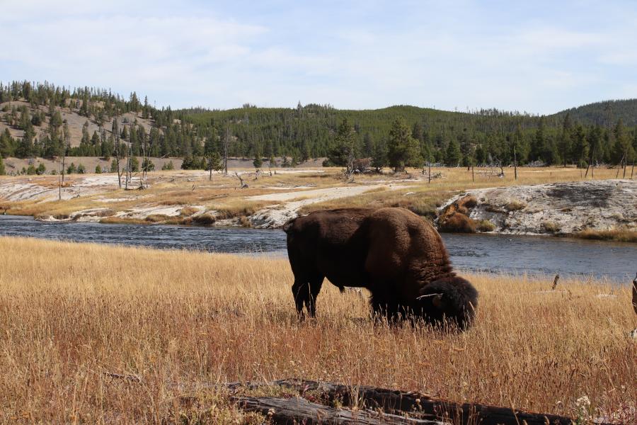 Eating Buffalo