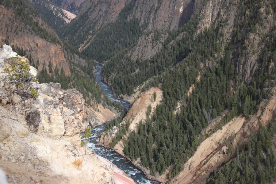 Yellowstone River Running Through The Grand Canyon of Yellowstone