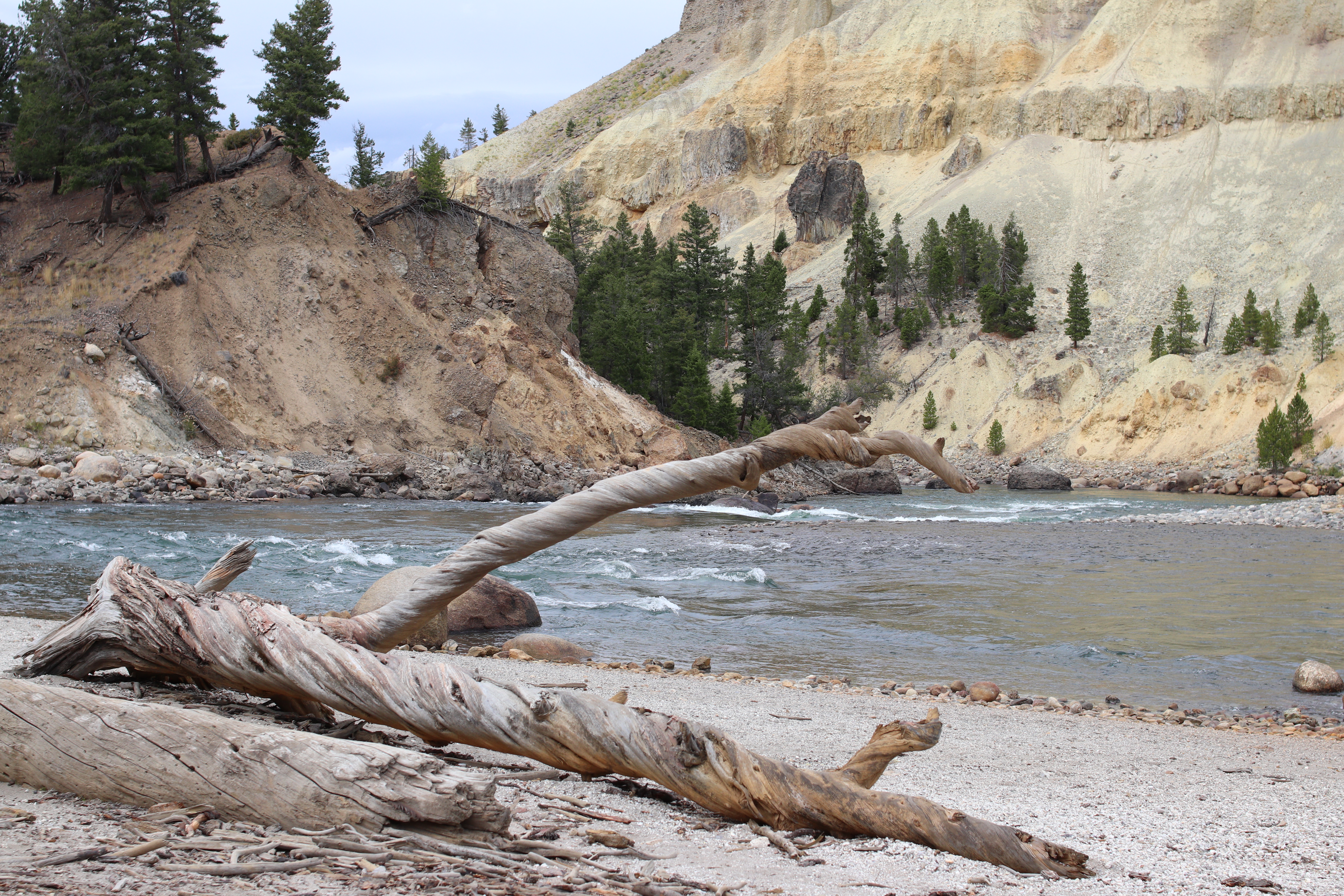 Twisted Wood At The Yellowstone River