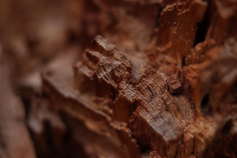 Macro of Wood At Yellowstone